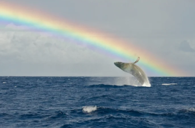 Горбатые киты проплывают почти 6 тыс. км в поисках пары – исследование