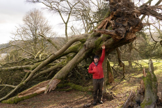 Зимние штормы уничтожили в Великобритании более 8 млн деревьев