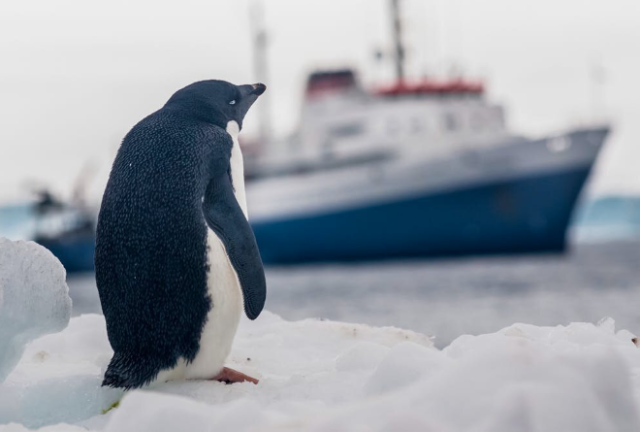 Один антарктический турист является причиной таяния 83 тонн снега – исследование