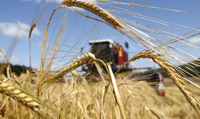 Пшеница дорожает на новостях о российских ракетных атаках