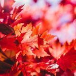 Червоні листя
