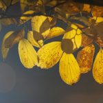 Жовте листя