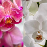 Орхідеї