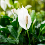 Спатифілум