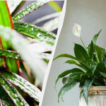 Ілюстративне фото