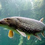 Північна щука