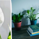 Спатифілум