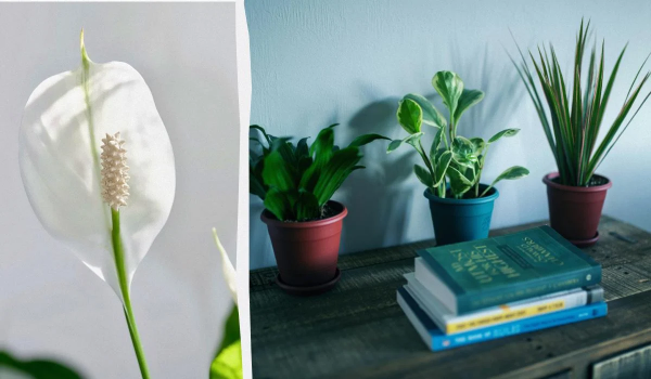 Спатифілум