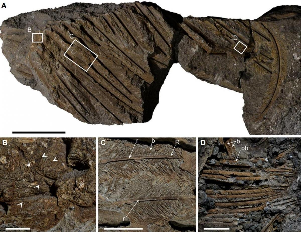 Ілюстративне фото