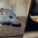 щур та вино