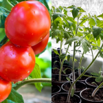 Ілюстративне фото