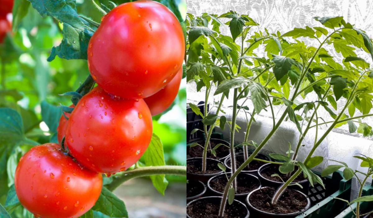 Ілюстративне фото