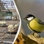 Ілюстративне фото