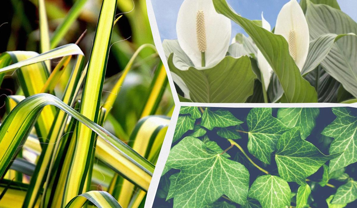 Ілюстративне фото