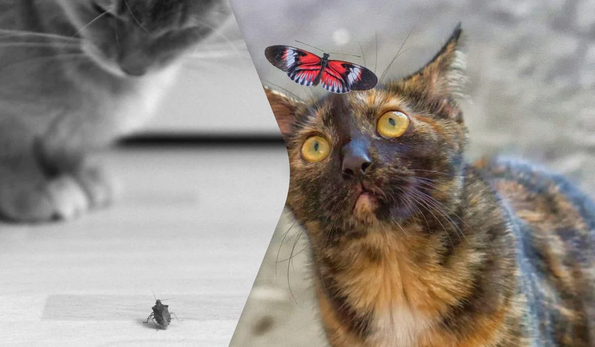 Ілюстративне фото