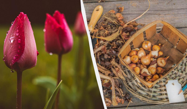 Ілюстративне фото