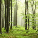 Ілюстративне фото