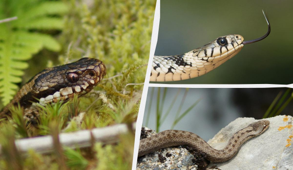 Ілюстративне фото