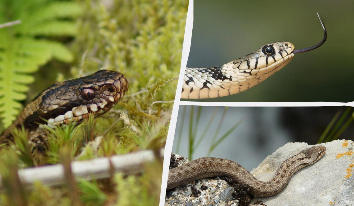 Ілюстративне фото