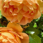 Ілюстративне фото