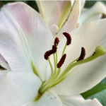 Ілюстративне фото