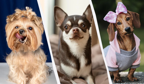 Ілюстративне фото