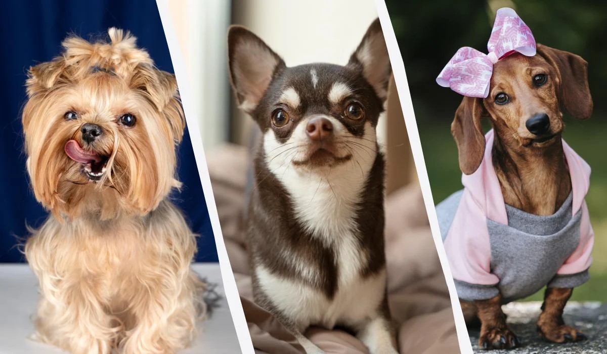 Ілюстративне фото