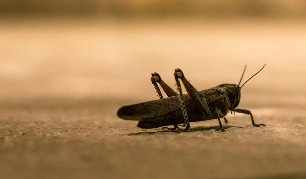 Ілюстративне фото