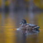 Ілюстративне фото