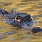 Ілюстративне фото
