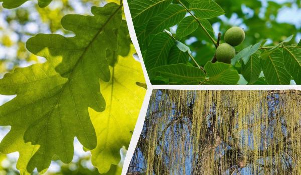 Ілюстративне фото