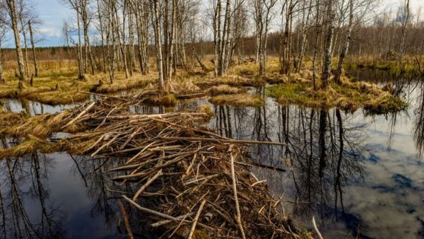 Латвія відновлює болота.