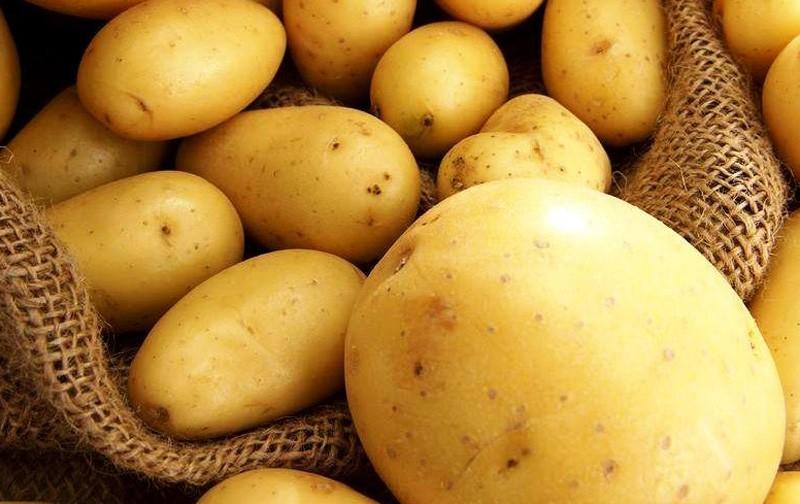 Які сорти картоплі найкраще родять в Україні: список, поради агрономів, що садити 