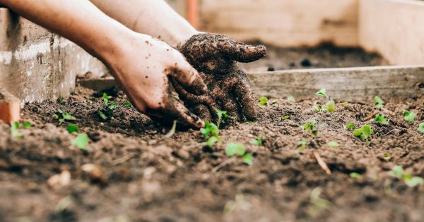 Посівний календар на квітень 2026 в Україні: що і коли робити на городі та в саду, сприятливі дати