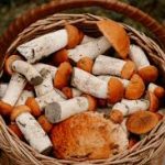 Грибні місця Київщини 2026: де ростуть білі гриби, лисички та маслюки у червні, кращі локації
