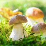 Грибні місця Хмельниччини 2026: куди їхати по гриби