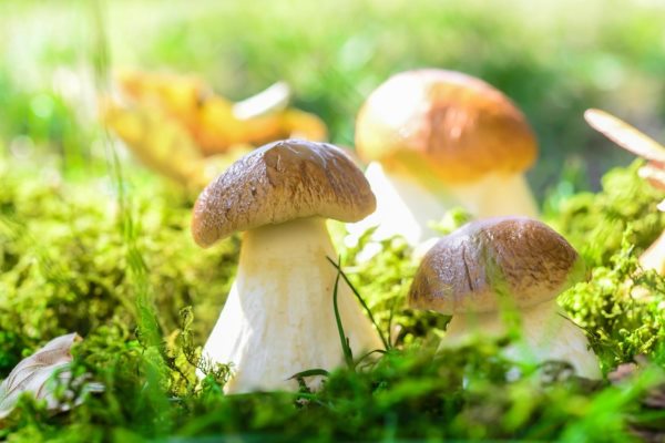 Грибні місця Хмельниччини 2026: куди їхати по гриби