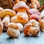 Грибні місця Рівненщини 2026: де збирати гриби та куди їхати