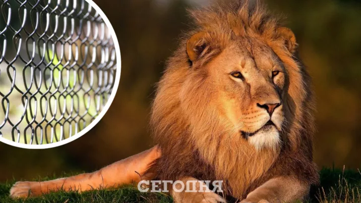 В Иране львица загрызла смотрителя и несколько часов разгуливала зоопарком