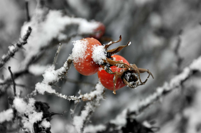 В Украине 30 января пройдет мокрый снег с дождем